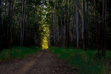 Floresta de eucaplyptus em dia de Sol	