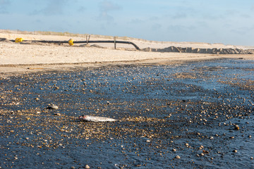 Sediment transposition intervention