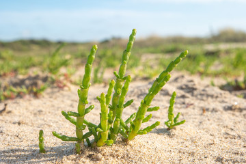 Green samphire or salicornia plants