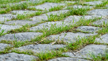 The texture of the stone garden path, overgrown with grass