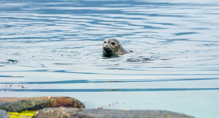 Fototapeta premium Seal enjoy himself in the ocean during calm and overcast day. Wildlife and arctic animals concept.