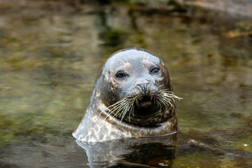 Portrait of a Seal with big mustache enjoy himself in the ocean during calm and overcast day. Wildlife portrait and arctic animals concept. © Jon Anders Wiken