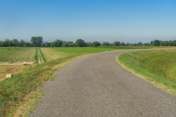 Summer landscape along the cycle path of the Po river, italy