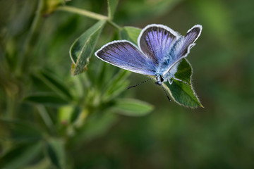 butterfly on a green leaf