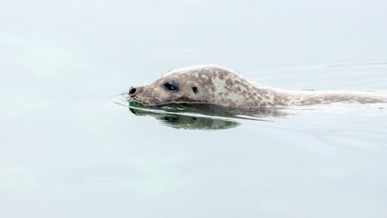 Seals swimmming in the ocean during calm and overcast day. Wildlife and arctic animals concept.
