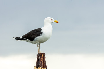 Portrait of a seagull sitting on a wooden pole seaside looking towards the sea. Birds and wildlife concept.