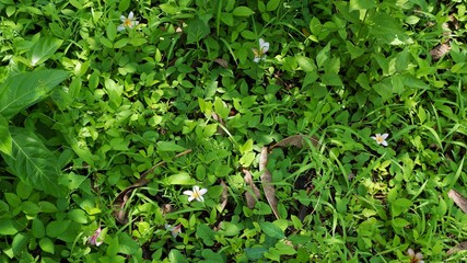 fallen white flowers in  garden,nature