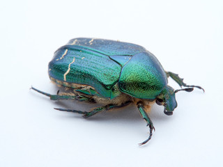 Metallic green beetle, chefer roses. Cetonia aurata.