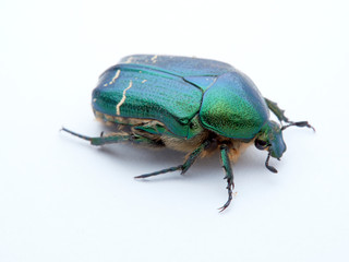 Metallic green beetle, chefer roses. Cetonia aurata.