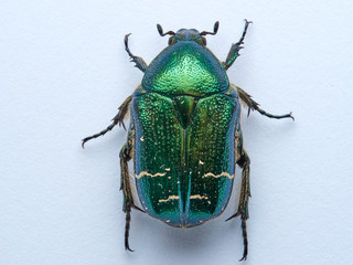 Metallic green beetle, chefer roses. Cetonia aurata.