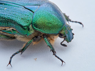 Metallic green beetle, chefer roses. Cetonia aurata.