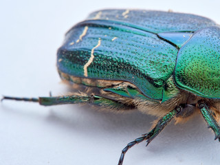 Metallic green beetle, chefer roses. Cetonia aurata.