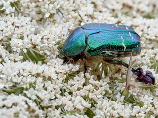 Metallic green beetle, chefer roses. Cetonia aurata.
