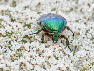 Metallic green beetle, chefer roses. Cetonia aurata.