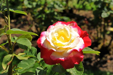 A blossoming rose in the garden in the summer. Romantic flower.