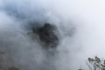 Fog in the mountain forest