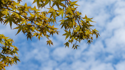Maple Acer Palmatum with bright orange and green leaves against blue sky. Selective focus. Sunny spring day. Place for your text