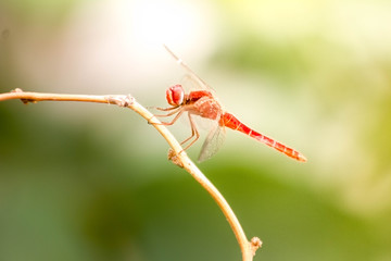 The Red Dragonfly, also known as Red-Veined Darter or Nomad is technically known as Sympetrum Fonscolombii, and belongs to the Sympetrum genus. 