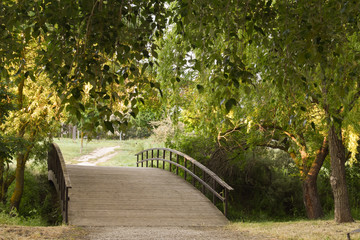 hermoso puente entre arboles
