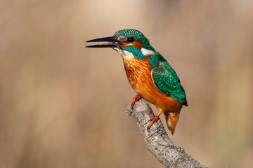 Common Kingfisher (Alcedo atthis) perching on a branch.