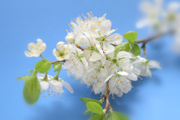 Obraz premium Cherry flowers, Apple trees, on a blue background close-up.