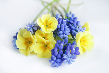 Primrose and mouse hyacinth flowers on a white background. Beautiful miniature bouquet.