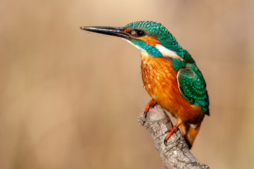 Common Kingfisher (Alcedo atthis) perching on a branch.