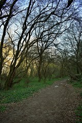 country road trough the woods. footpath in spring season