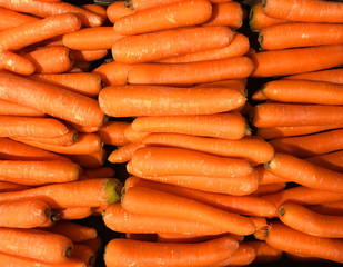 A lot of fresh ripe carrots lit by the sun. Bright organic harvest