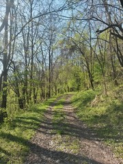 Fototapeta na wymiar country road trough the woods. footpath in spring season