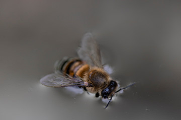 bee on a water