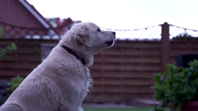 Slow motion of a golden retriever dog sitting on the backyard and barking. Profile shot