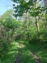 Obraz premium country road trough the woods. footpath in spring season