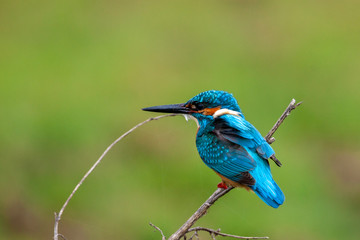 Common Kingfisher (Alcedo atthis) perching on a branch.