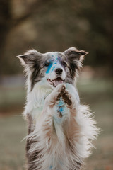 Obraz premium border collie cute portrait holi colors