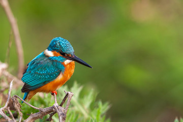 Common Kingfisher (Alcedo atthis) perching on a branch.