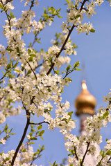 モスクワの桜と教会の十字架、モスクワ、ロシア。The Cross of church with beautiful cherry blossom, Moscow Russia