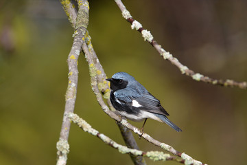 Black throated blue warbler
