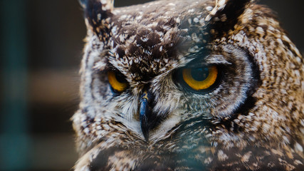 Eye in eye with the Predator