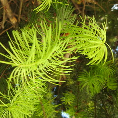 green pine needles