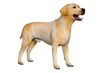 3D Rendering Labrador Dog on White