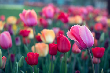 Fototapeta premium Amazing tulips flowers