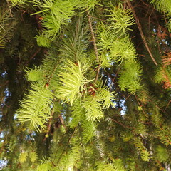 green pine needles