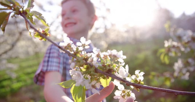 4K Sun Flared Of Adorable Little Boy Admiring Blooming Cherry Branch