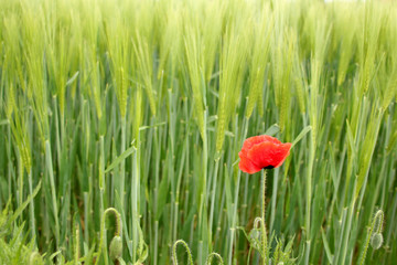 red poppy flower long rows young green planted rye, spike field, agricultural concept, growing...