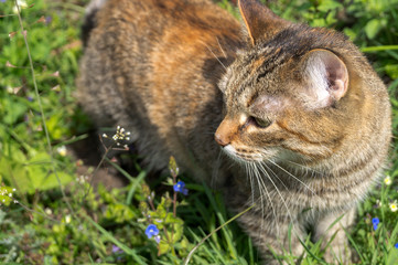 a domestic red cat walks on the grass.