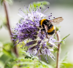 Insect in macro with flower
Insecte en macro sur une fleur