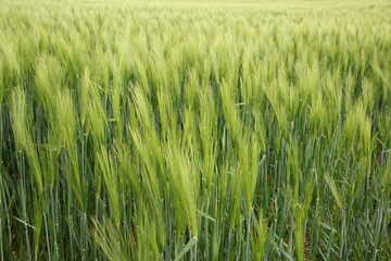 long rows of young green planted rye, spike field, agricultural concept, growing crop, environmentally friendly plants