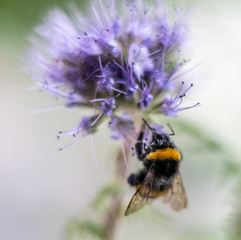 Insect in macro with flower
Insecte en macro sur une fleur