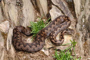 Snub-nosed viper, Lataste's viper / Stülpnasenotter (Vipera latastei) - Spain / Spanien